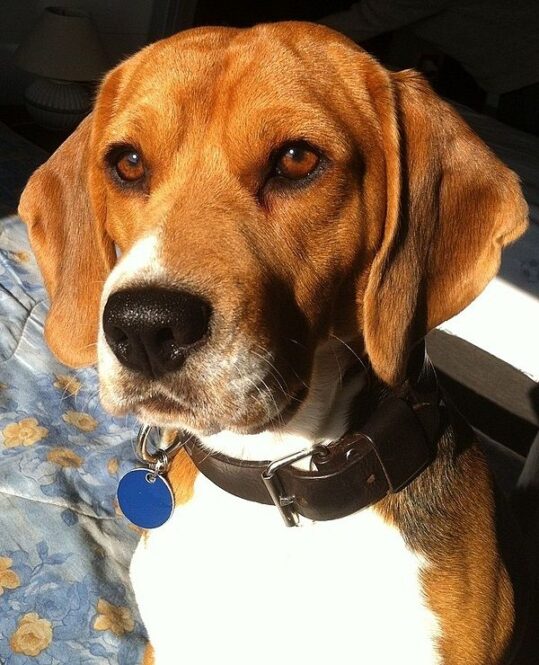 chó săn thỏ beagle