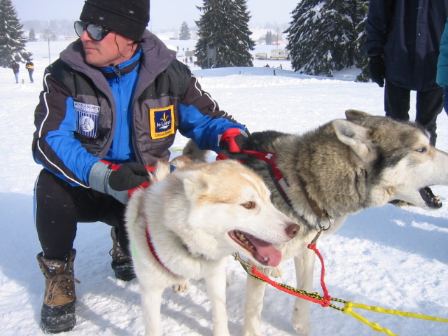 chó husky