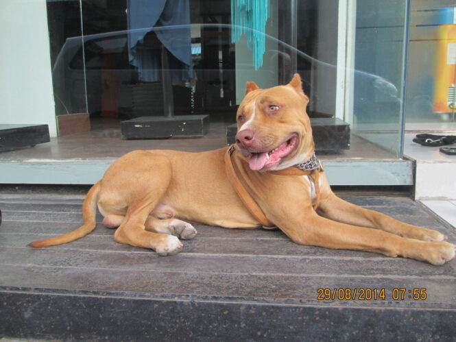 chó pit bull