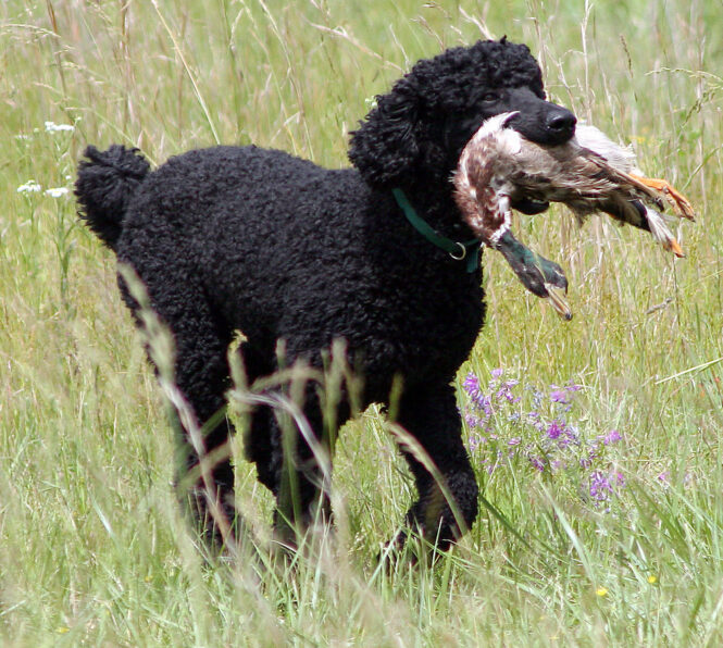 chó poodle